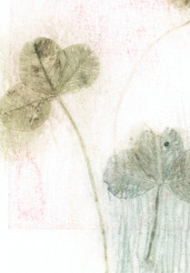 Original botanisk kunsttryk af kløver grøn og rosa toner. 21x29,7 cm.