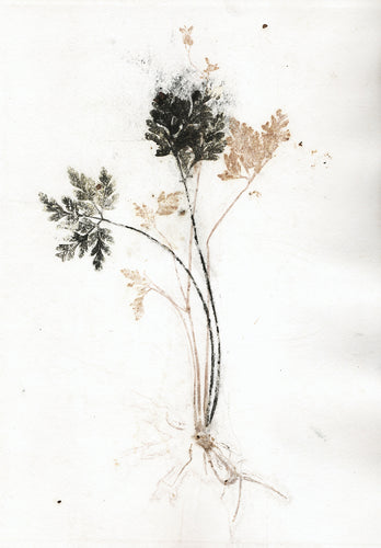 Original botanisk kunsttryk af blade i brun og sorte toner. 21x29,7 cm.