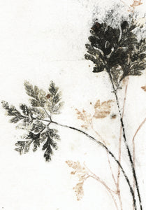 Original botanisk kunsttryk af blade i brun og sorte toner. 21x29,7 cm.