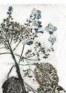 Original botanisk kunsttryk af hortensia i sorte og blå toner. 42x59,4 cm.