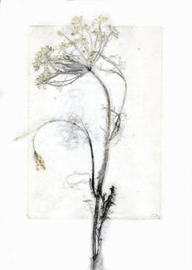 Original botanisk kunsttryk af dild blomst i sorte, gule og blå toner. 29,7x42 cm.