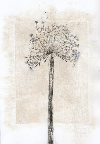 Original botanisk kunsttryk af prydløg i okker og blå sorte toner. 21x29,7 cm.